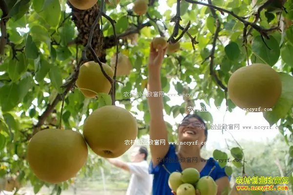 ��ֲ�ƹ���׬Ǯ�� �ƹ���Ϊ�����ꡰ��ũ��