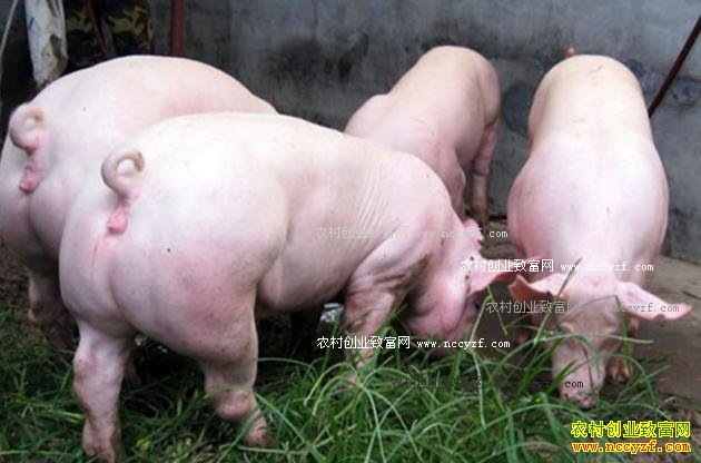 农村选择致富项目不“跟风”“眼光”很重要