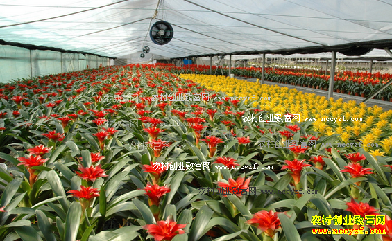 农村选择致富项目不“跟风”“眼光”很重要