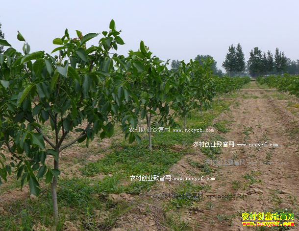 ɽ�����𣺺���������ҩ�ġ�һ������Ч���