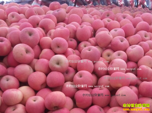 2016��11��ƻ���۸�Ԥ�⣺�츻ʿƻ���۸�������ɫ