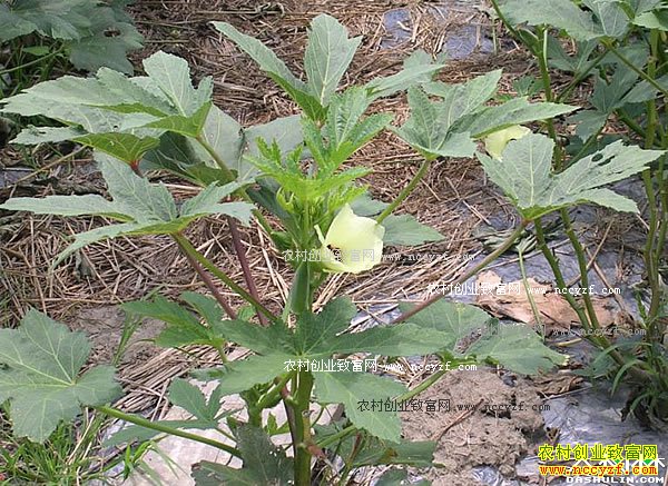 �ӱ����շ볤����ֲ��������á����¸���