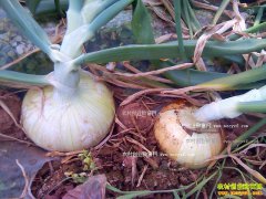 2017�������׬Ǯ����м۸񲨶�������Ҫ����