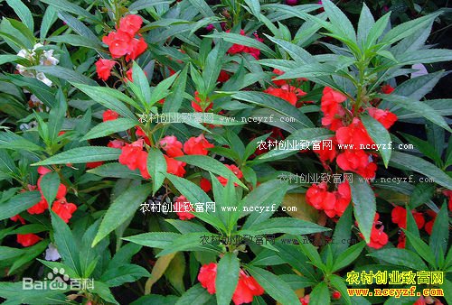 ����̫�͹��Ļ���ֲ��ҩ�ļ�����Ķ������2000��Ԫ