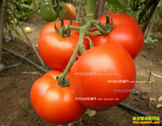 2016���������۸����� �������۸���֡��ϸ߱��͡�