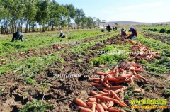 2016����ܲ��۸�����Ԥ�⣺���ܲ��������ϡ���ɽ����