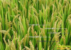 2016�갲�վ����۸����� ��Ϊ�����̵��۸�����