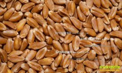 2016��С��۸񻹻������� ����С������Ԥ��