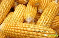 2016�����������������Ԥ��