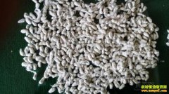 2016年籽棉价格行情