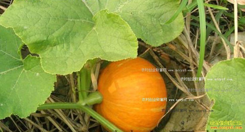 2016�Ϲϼ۸�����Ԥ�⣺��Ƥ�Ϲ��������ټ۸����