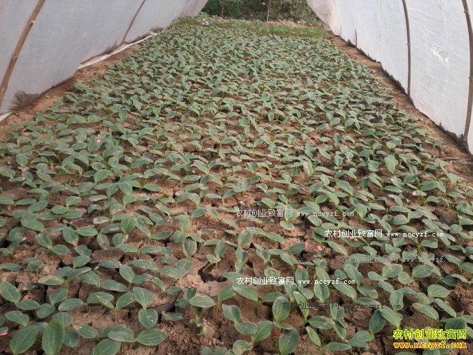 ��������«�������磿