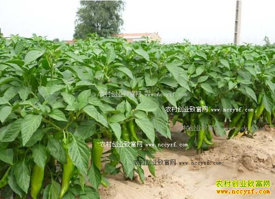 �����ֺ�����������������μ���Ҫ��