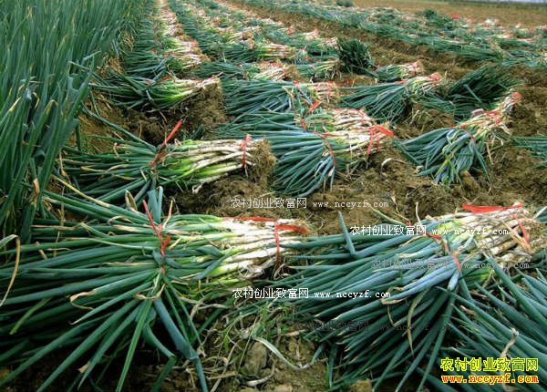 2016��ӱ���м۸����飺��м۸񲨶���������ֲ��˼��