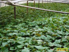 怎样种植折耳根:四川折耳根种植技术要点