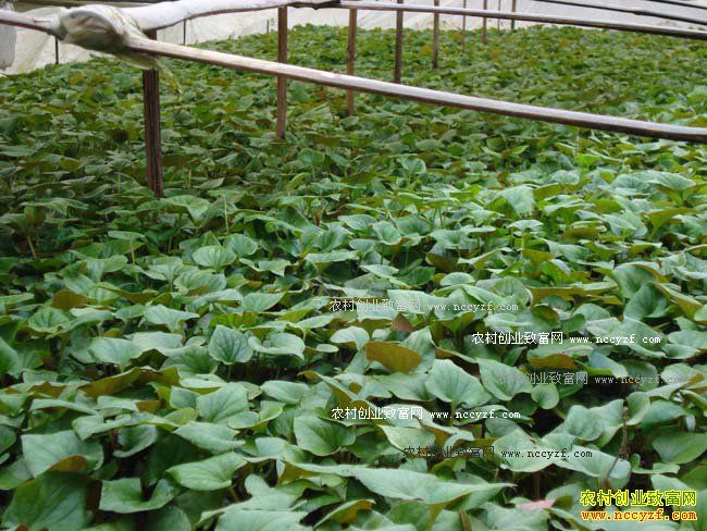 ������ֲ�۶������Ĵ��۶�����ֲ����Ҫ��