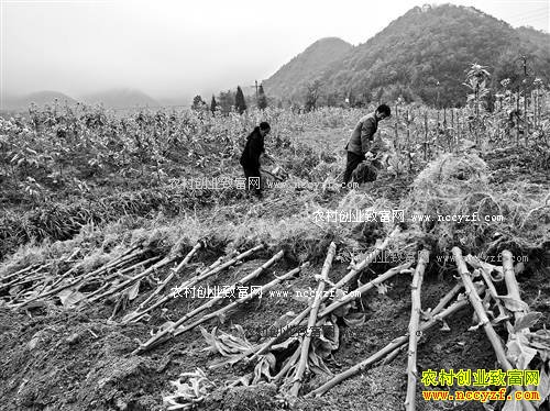 ����ᶼ��ά����ֲ20Ķ��Ҷ��׬4��Ԫ