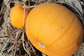 ������ֲ�޿��Ϲϣ����޿��Ϲ���ֲ����