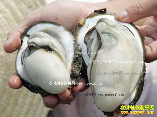 [ÿ��ũ��]������ĵ�ò�����