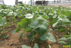 �Ĵ���������������԰���ֶ���Ч���