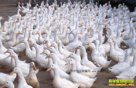 2016��11��10��ȫ��Ѽ��ëѼ�۸�����