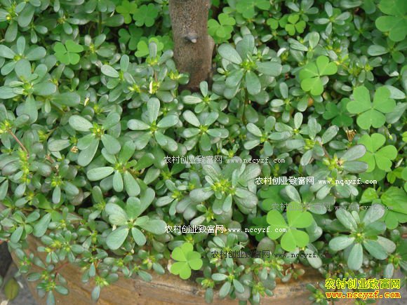 ֻҪ�������̻������� ����ũ���¸������