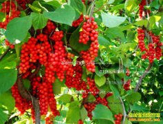 2016�궬��ҩ���г������������ҩ��ţ���ٴο���