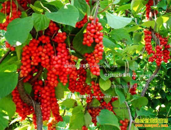 2016�궬��ҩ���г������������ҩ��ţ���ٴο���