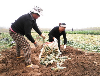 ɽ��۰�ǣ������ܲ�ζ���۸���ˮ��