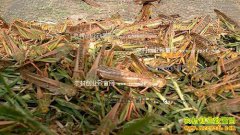 ɽ����������־���������ȳ�׬Ǯ���¸�