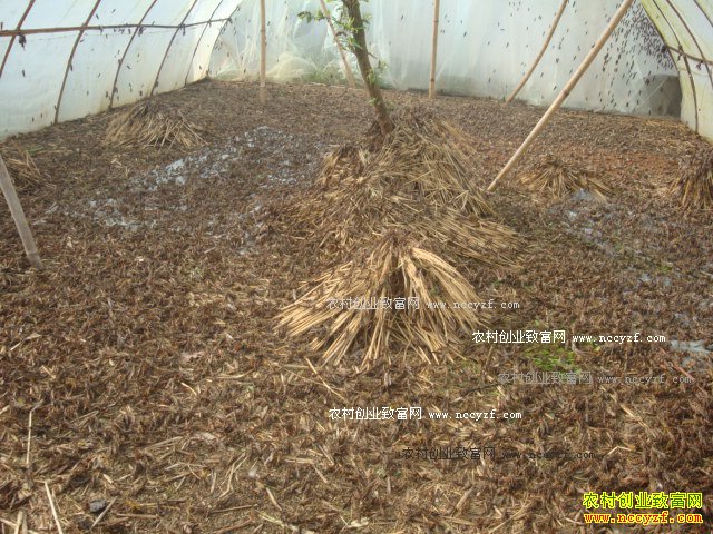 ������׬Ǯ�� ������������ҪͶ�ʶ���Ǯ