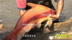 [�¸���]�㶫��ɽ̷���귱����ɫ������׬ǧ��