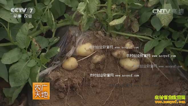 [ũ�����]����ר��������--��������ѿ�������Լ���