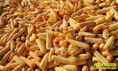 ���׼۸�����Ԥ�⣺��ʱ�������׼۸񲻻����