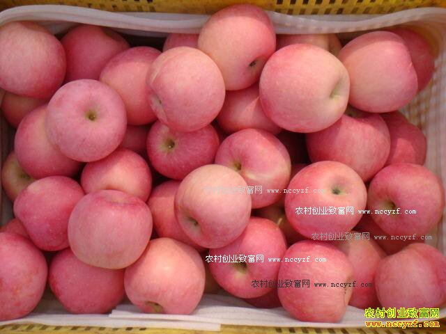 2016��11��ƻ���۸����飺ƻ���մ�ɨβ ��ũ����ϧ��