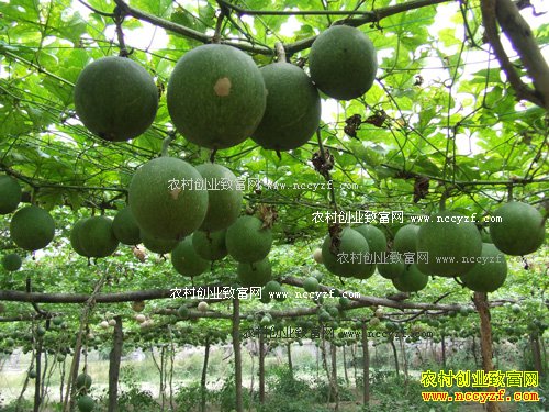 ���ճ����ص��ڲ���ֲ����ÿĶЧ��6000Ԫ