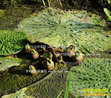 �����쳤��Ǯ������ֲ���������60����Ԫ