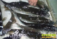 2016��11�²���۸����飺��������е��㶫�����۸�����