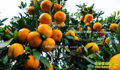 ���ٸ߲��Ȳ���ֲ��������Ҫ��