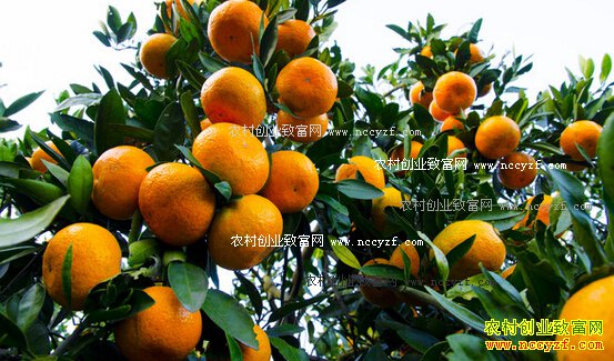 ���ٸ߲��Ȳ���ֲ��������Ҫ��