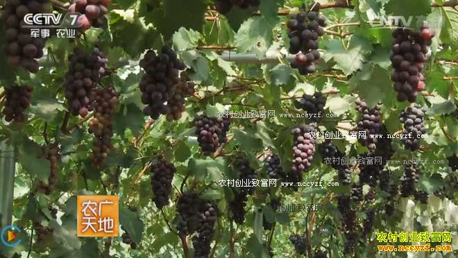 [ũ�����]����Ų�ض���׬Ǯ 20161117