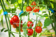 ������ֲӣ�ҷ��ѣ�ӣ�ҷ��Ѷ�ֲ����֦����