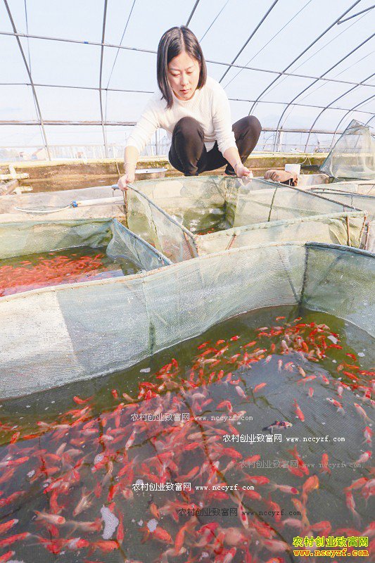 ���������أ���ֳ�������ũ���¸�����Ŀ