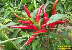 2016�������۸����飺�����۸��Ǳ�������15��