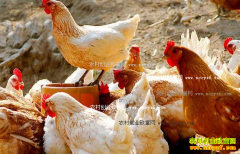 ����������ʶ����