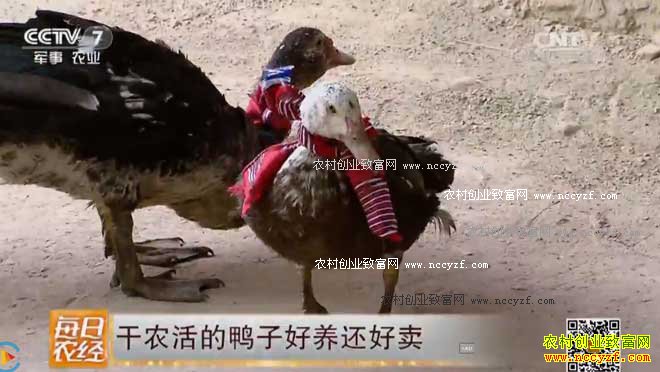 [ÿ��ũ��]��ũ��ĺ����㣨��Ѽ������������