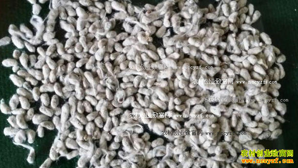 最新棉籽价格行情:籽棉收购尾声 开秤价支撑明显