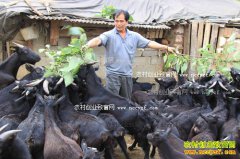 农村从事养殖业的九个风险因素