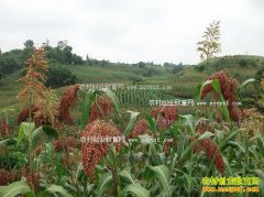 ���¸����۸����飺���ڸ������ͼ۸�֧��