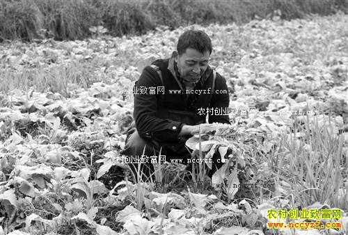 ������㸶�ɻ���������ź�����ܲ���ҵ�¸���